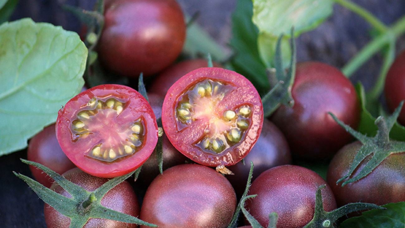Close-up shot of Black Cherry tomatoes on the vine.