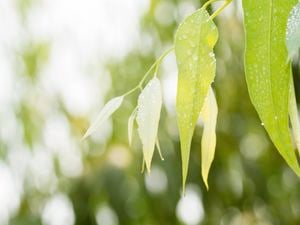 wet gumtree leaves with blurred out blackground