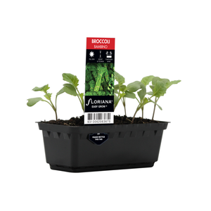 Punnet Broccoli Bambino - Brassica hybrid F2 - Easy Grow