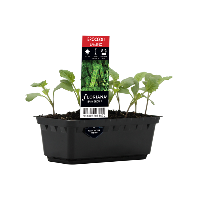 Punnet Broccoli Bambino - Brassica hybrid F2 - Easy Grow