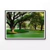 Samanea Saman Big Rain Tree  Print 100% Australian Made 120x90cm  (Poster)