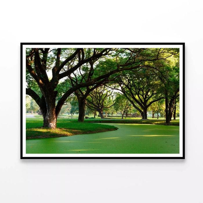 Samanea Saman Big Rain Tree  Print 100% Australian Made 120x90cm  (Poster)