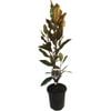 3.5L Magnolia Little Gem - Magnolia grandiflora