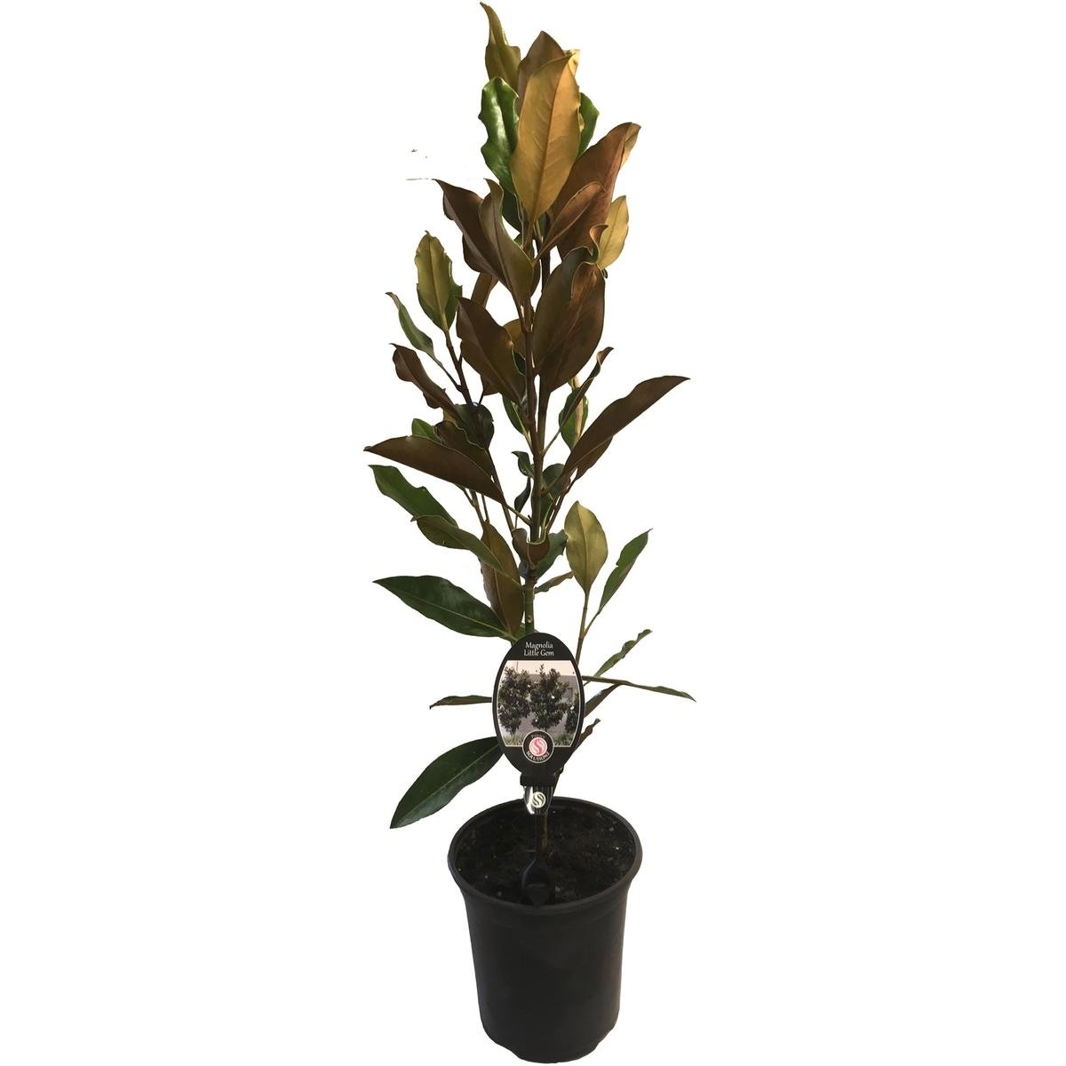 3.5L Magnolia Little Gem - Magnolia grandiflora - Bunnings New Zealand