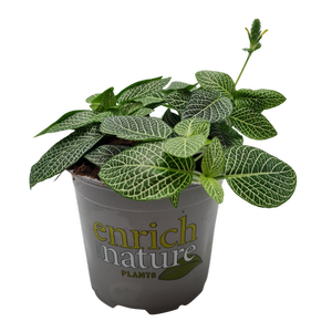 120mm Silver Fittonia - Fittonia albivenis