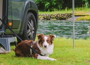Brown and white dog on grass with a campervan and water in the background