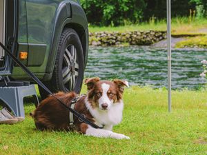 Brown and white dog on grass with a campervan and water in the background