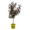 250mm Spicezee Nectarine - Prunus persica var. nucipersica