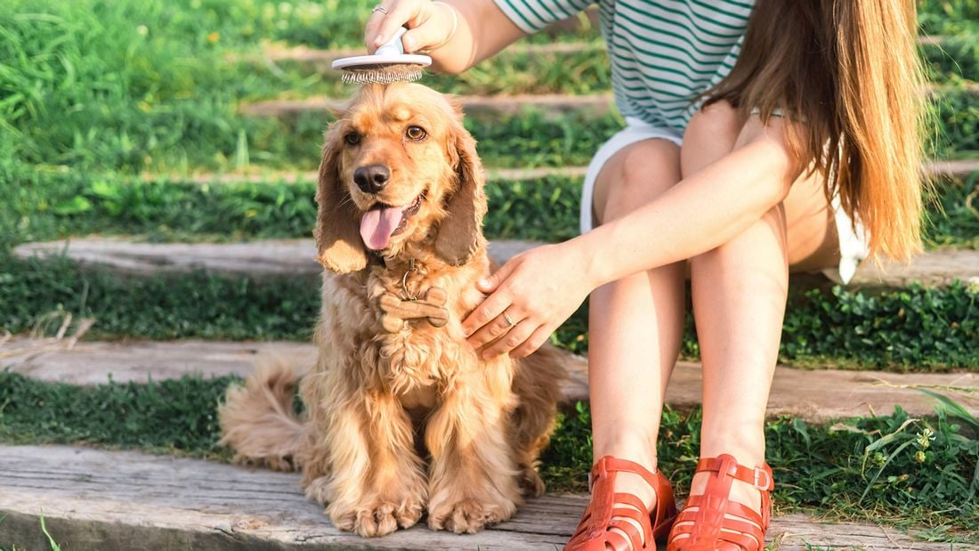 A dog sits quietly as a person grooms of the top of his head to help with pet hair shedding
