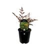 1.9L Nandina Gulfstream - Nandina domestic