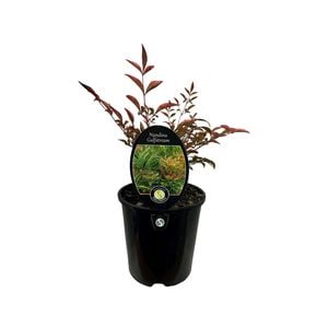 1.9L Nandina Gulfstream - Nandina domestic
