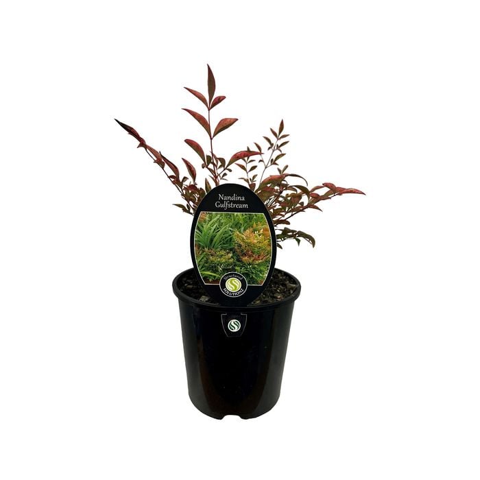 1.9L Nandina Gulfstream - Nandina domestic