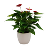 120mm Anthurium - Anthurium andraeanum In Ceramic Pot