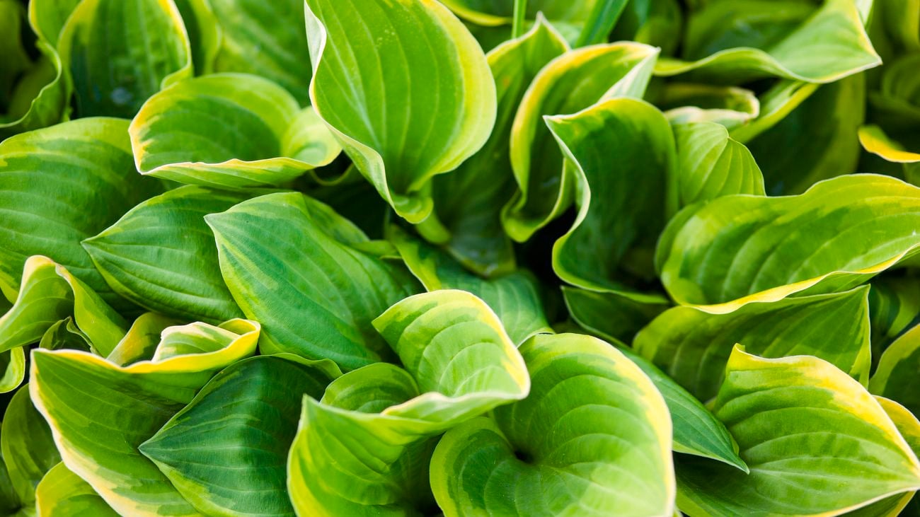 Close up of a Hostas plant.