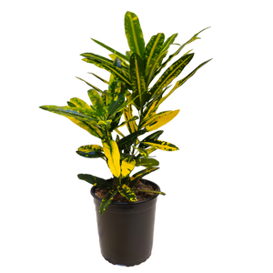 170mm Croton Sunny Star - Codiaeum variegatum