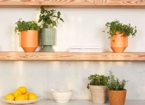 Potted herbs arranged on indoor timber shelves.