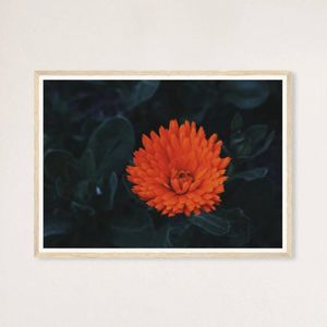 Galrie Kabloom Bright Red Flower Fine Art Photography Print for Home Decor, Wood Frame, 70 x 100cm (28 x 40inch)