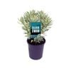 140mm Spurge - Euphorbia characias Silver Swan