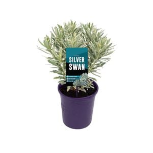 140mm Spurge - Euphorbia characias Silver Swan