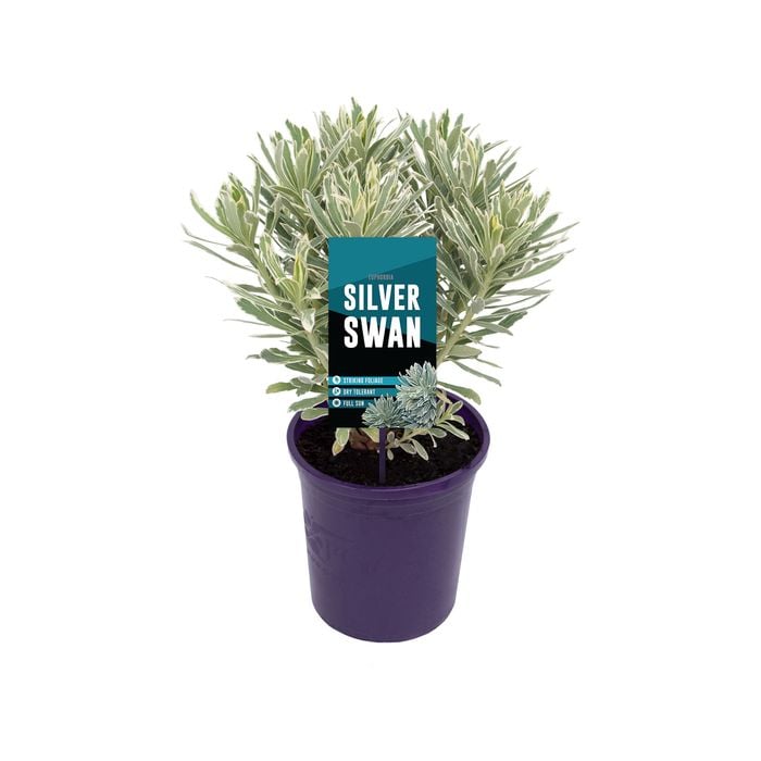 140mm Spurge - Euphorbia characias Silver Swan