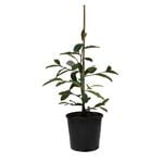 200mm Magnolia Blush