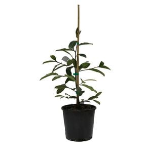 200mm Magnolia Blush
