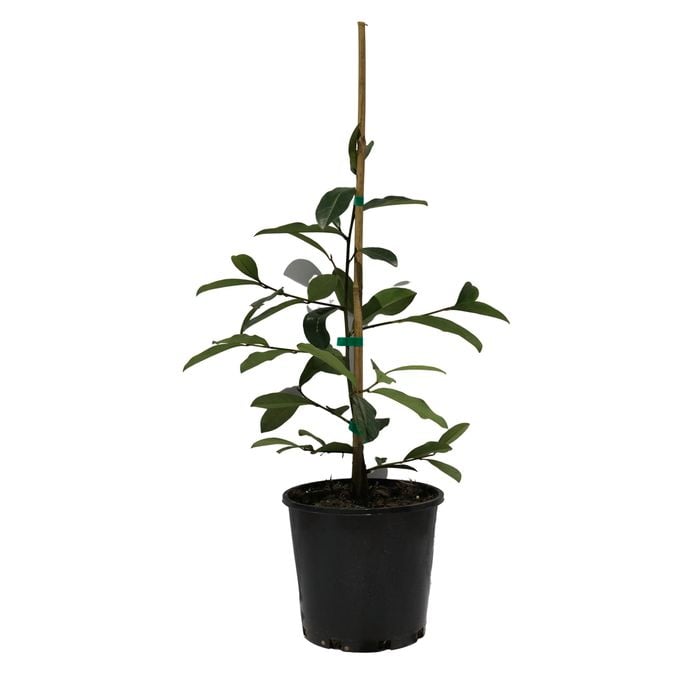 200mm Magnolia Blush