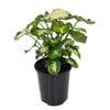 125mm Arrowhead Plant - Syngonium podophyllum Pixie