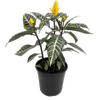 200mm Zebra Plant - Aphelandra squarrosa