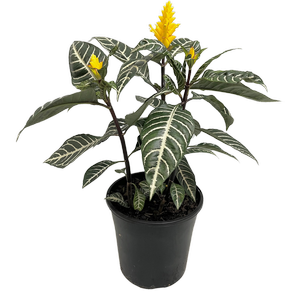 200mm Zebra Plant - Aphelandra squarrosa