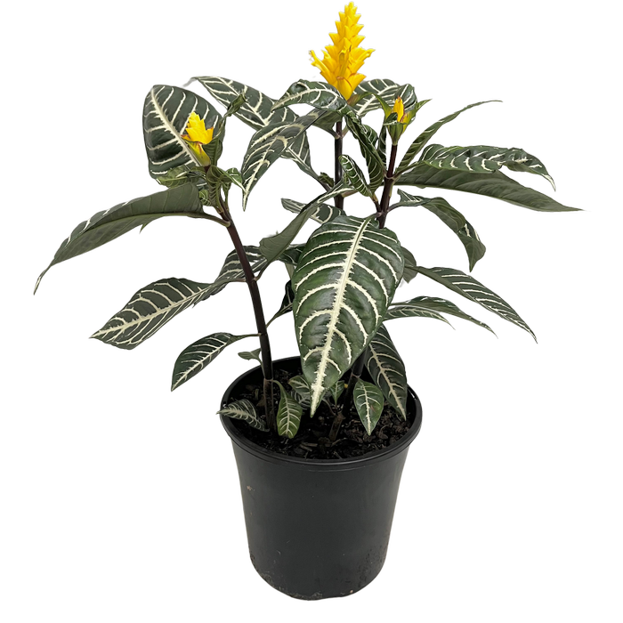 200mm Zebra Plant - Aphelandra squarrosa