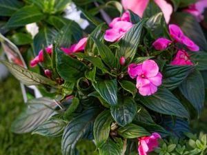 Plant with green leaves and pink flowers.