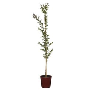 Lagerstroemia Tuscarora - Lagerstroemia Indica x L. Fauriei Tuscarora