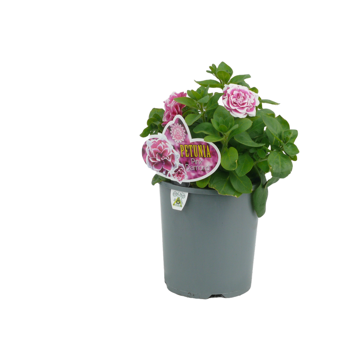1.5L Petunia Pink Diamond - Petunia hybrida