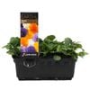 Punnet Viola Mix - Viola cornuta