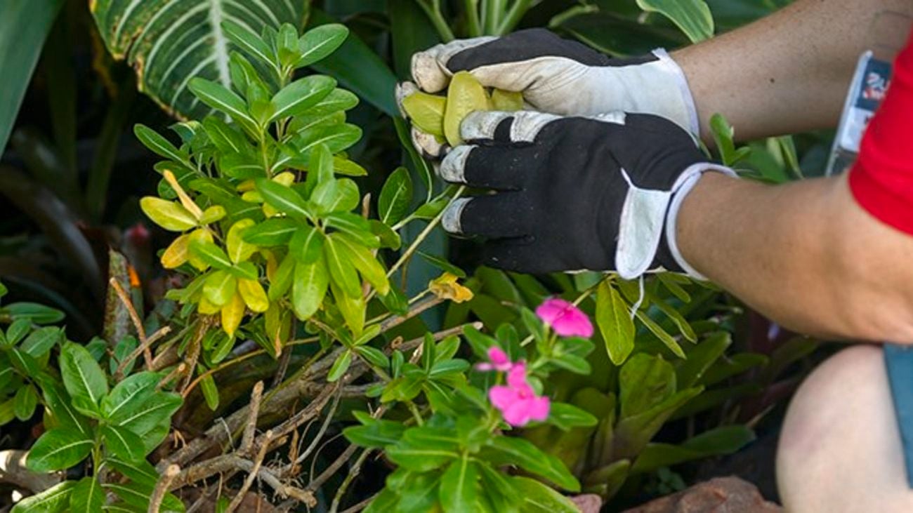 Person holding plant leaves.