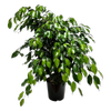 6L Weeping Fig - Ficus danielle