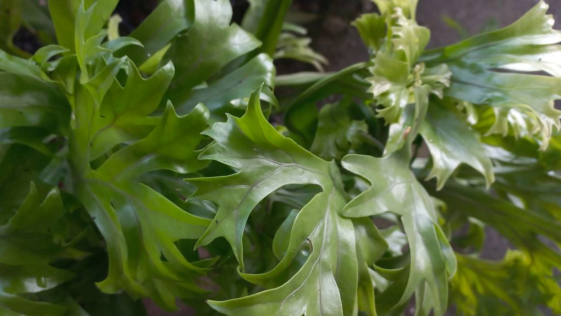 Fishtail fern plant