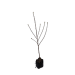 15L - Magnolia - Magnolia brixton Belle