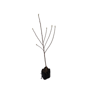 15L - Magnolia - Magnolia brixton Belle