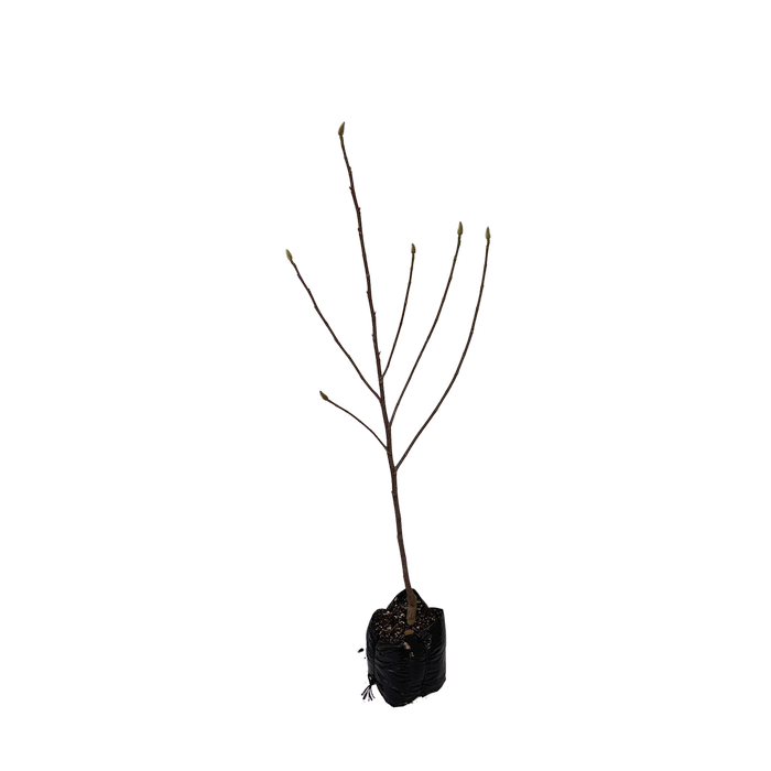 15L - Magnolia - Magnolia brixton Belle