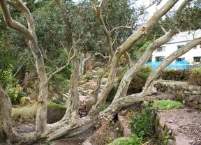Old eucalyptus tree with multiple trunks in a landscaped garden with dry stone walls and historic house