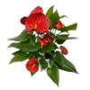 155mm Anthurium Laceleaf - Anthurium andraeanum