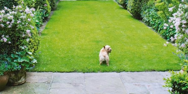 Dog on grass patch