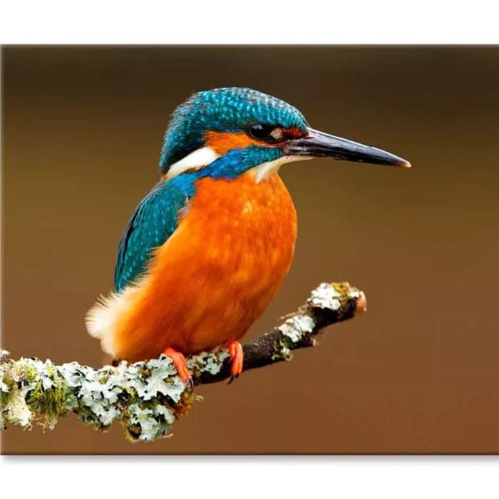 Brightly Colored Kingfisher On Branch  Print 100% Australian Made 120 x 90cm  (Stretched)
