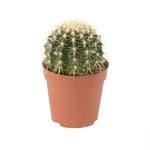 120mm Golden Barrel Cactus - Echinocactus grusonii