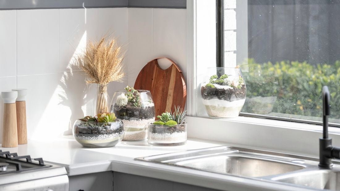Kitchen benchtop with timber platter against the wall, and various succulent plants.