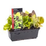 Lettuce Combination Punnet - Lactuca sativa