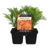4 Cell Cosmos Mandarin - Cosmos sulphureus