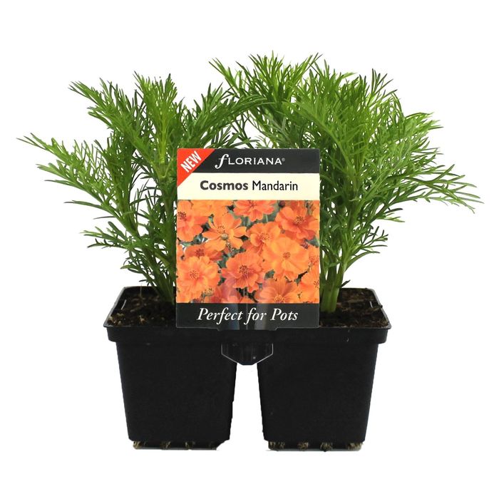 4 Cell Cosmos Mandarin - Cosmos sulphureus
